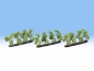 Preview: NOCH 21530 H0/TT Plantagenbäume 12 Stück, 3,5 cm hoch