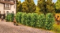 Preview: NOCH 21547 H0/TT/N Thuja-Hecke 3 cm hoch, 12 Stück 