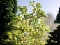Preview: NOCH 23100 Sparset Natur-Bäume inkl. Sprüh-Kleber und Laub