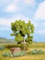 Preview: NOCH 21600 H0/TT/N Birnbaum grün, 11,5 cm hoch 
