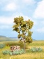 Preview: NOCH 21650 H0/TT/N Vogelbeere mit Beeren, 11,5 cm hoch 