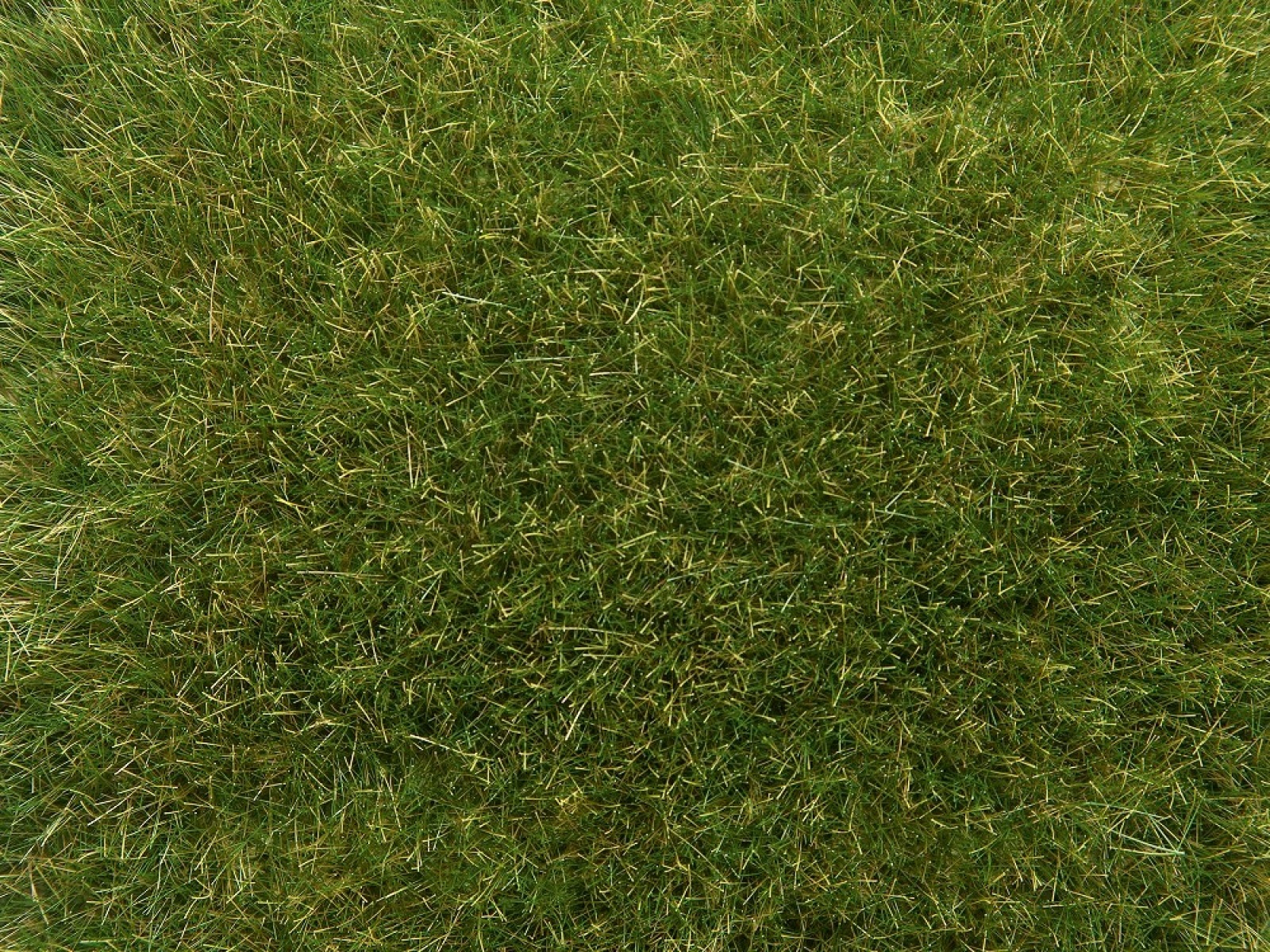 NOCH 07118 Wildgras mittelgrün, 9 mm, 50g Beutel 