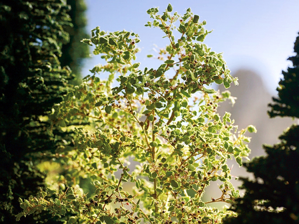 NOCH 23100 Natur-Bäume