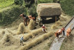 FALLER 180561 H0 Heuernte 