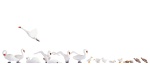 NOCH 15774 H0 Schwäne und Enten 